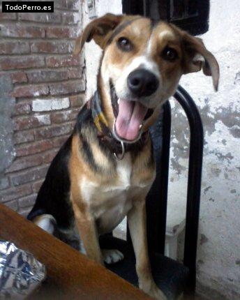 Foto del perro Rocco
