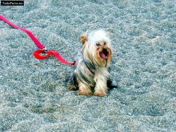 La foto del perro