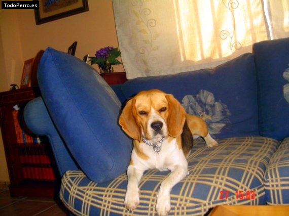 La foto del perro