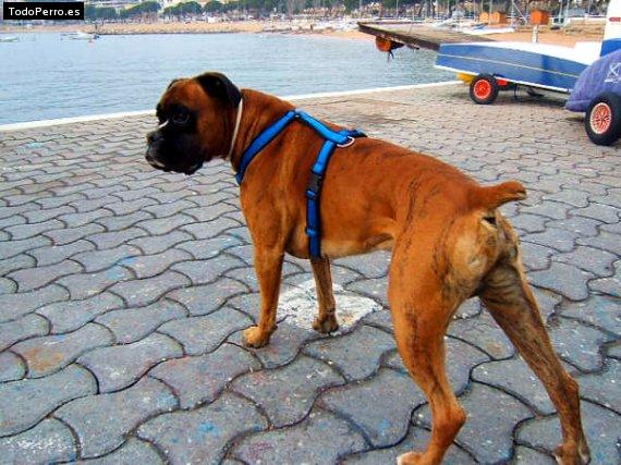 La foto del perro