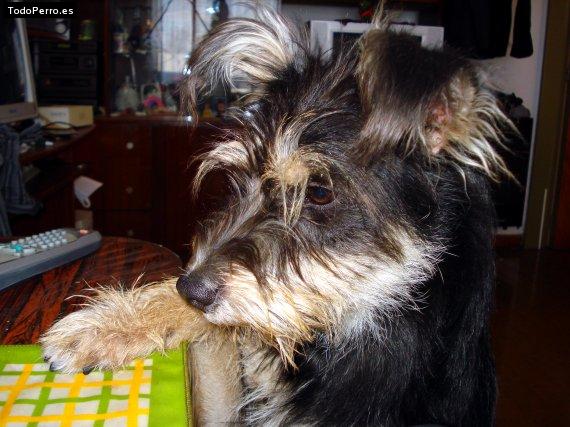 La foto del perro