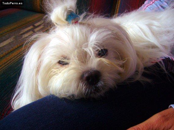La foto del perro
