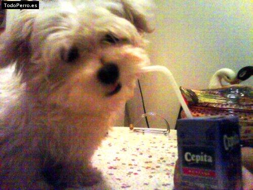 La foto del perro