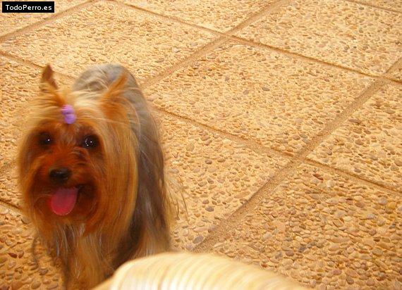 La foto del perro