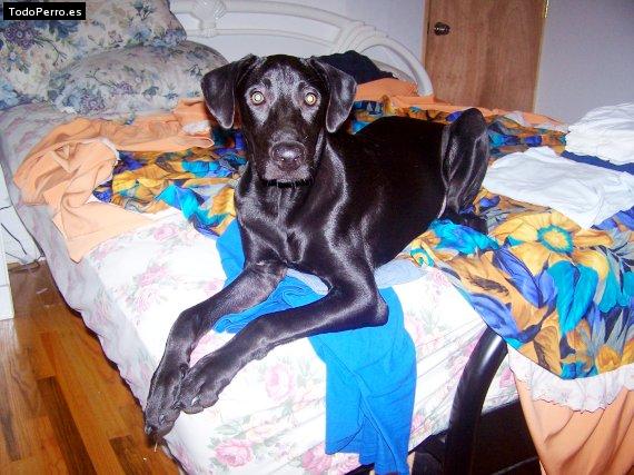 La foto del perro