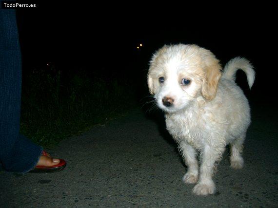 Foto del perro Mia