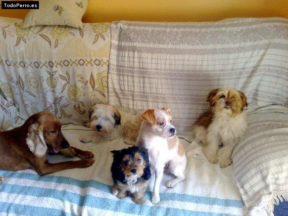 La foto del perro