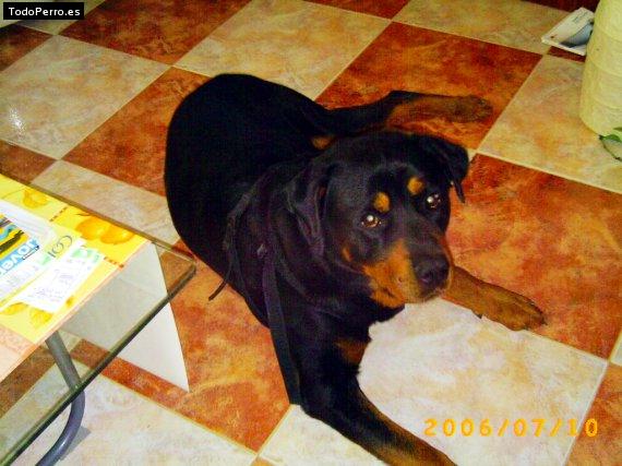 La foto del perro