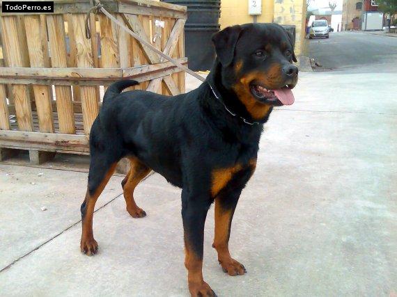 La foto del perro