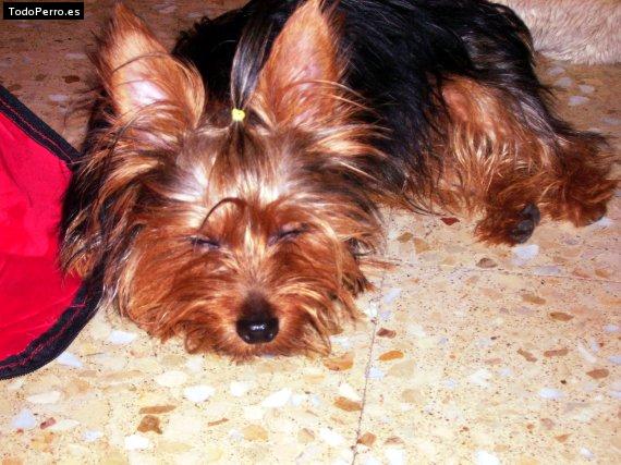 La foto del perro