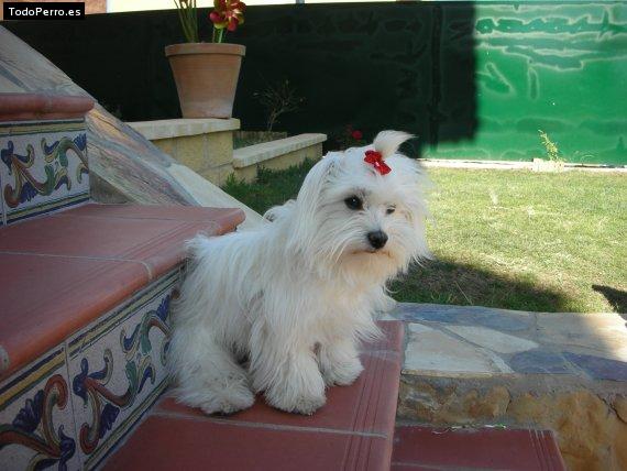 La foto del perro