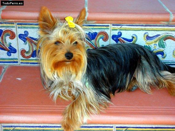La foto del perro