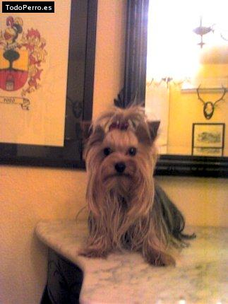 La foto del perro