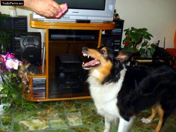 La foto del perro