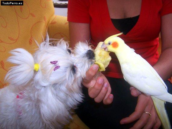 La foto del perro