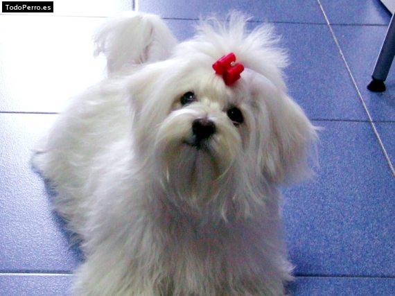 La foto del perro