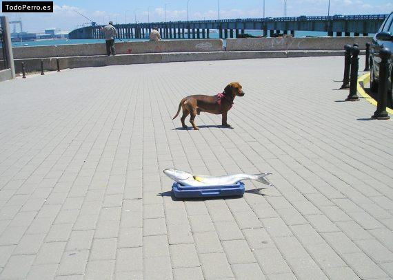La foto del perro