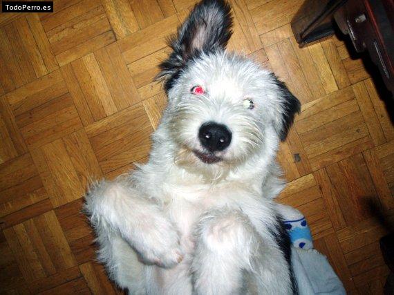 La foto del perro