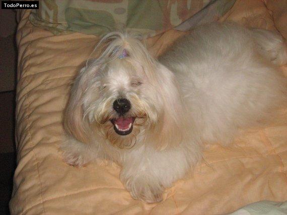 La foto del perro