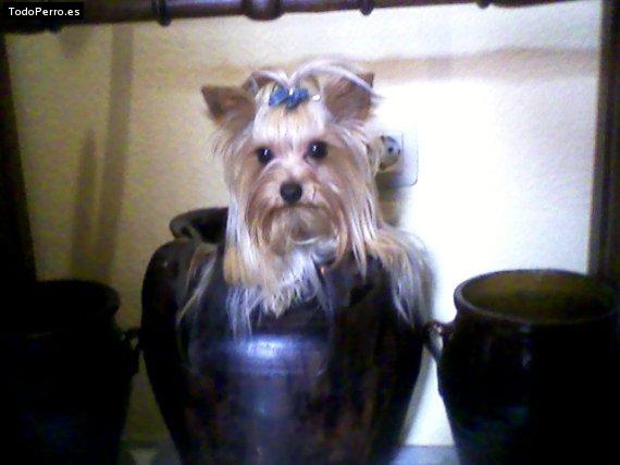 La foto del perro