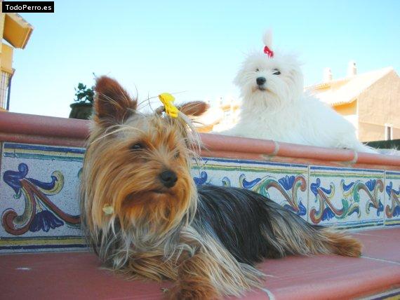 La foto del perro