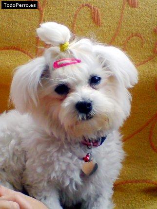 La foto del perro