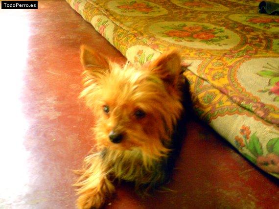 La foto del perro