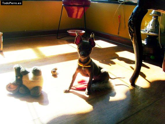 La foto del perro