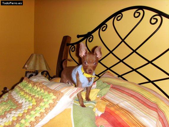 La foto del perro