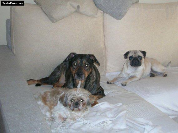 La foto del perro