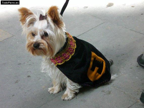La foto del perro
