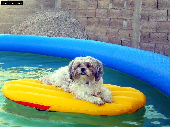 La foto del perro