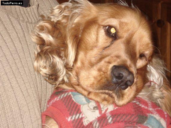 La foto del perro