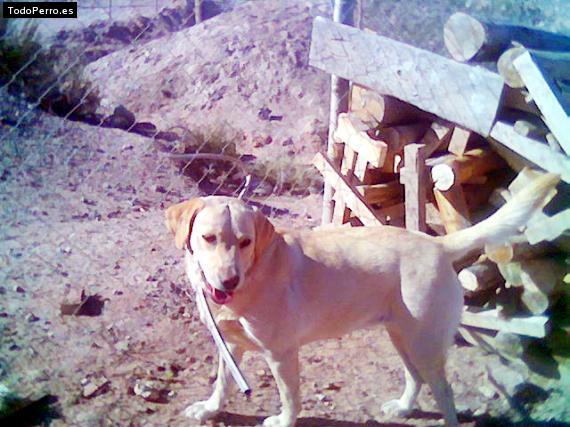 La foto del perro