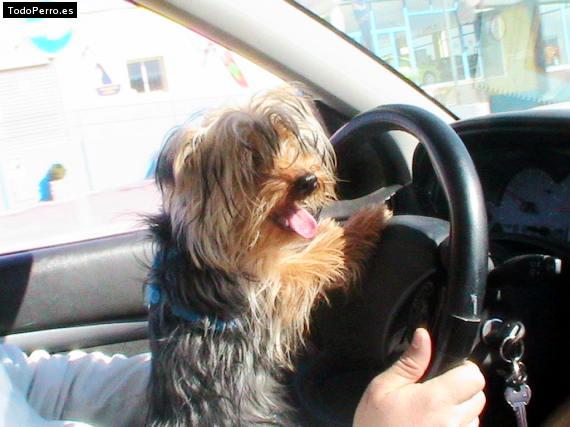 La foto del perro