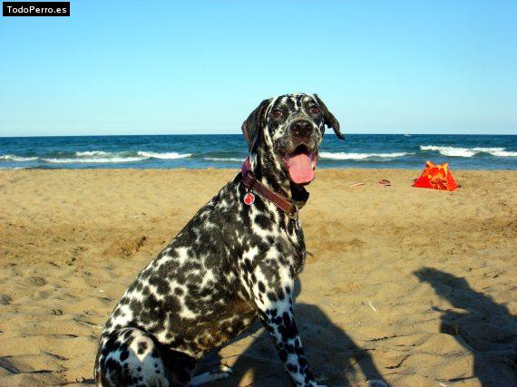 La foto del perro