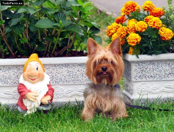 La foto del perro