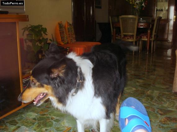 La foto del perro