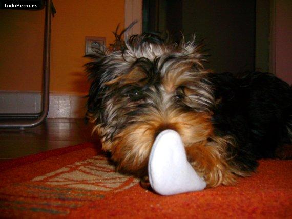 La foto del perro