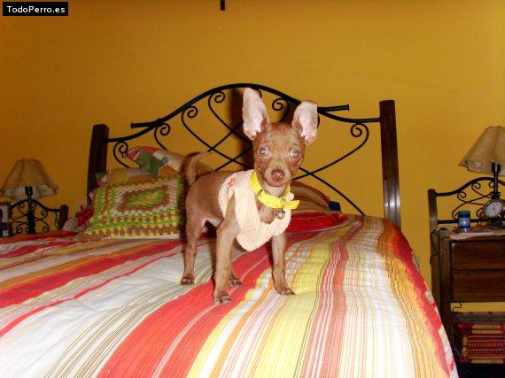 La foto del perro
