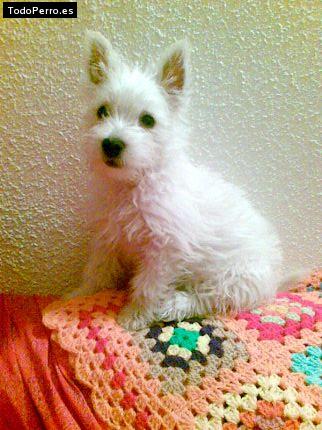 Foto del perro Whisky