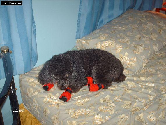 La foto del perro