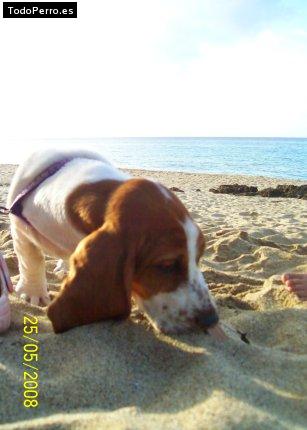 Foto del perro Samantha