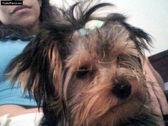 La foto del perro
