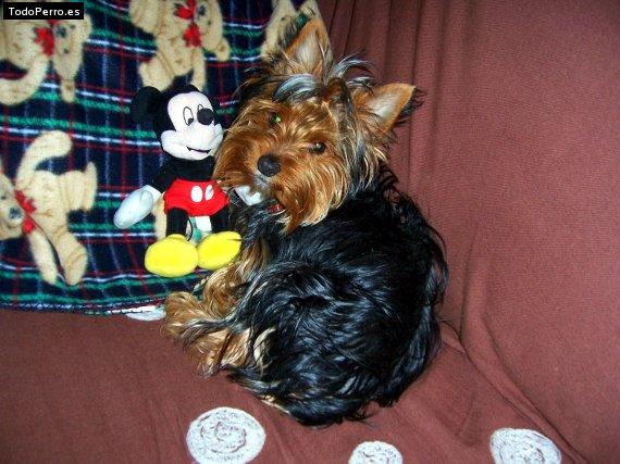 La foto del perro