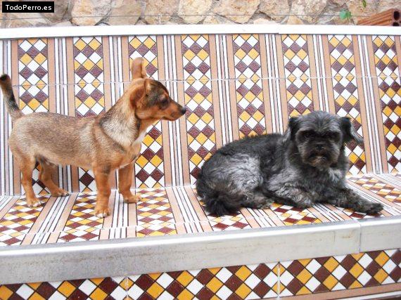 La foto del perro