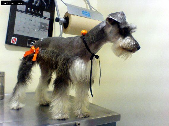 La foto del perro