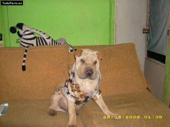 La foto del perro