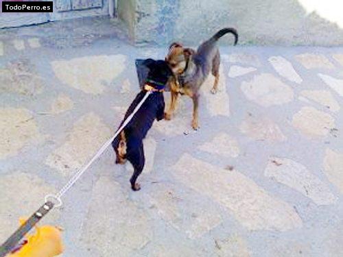 La foto del perro