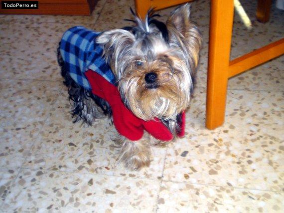 La foto del perro